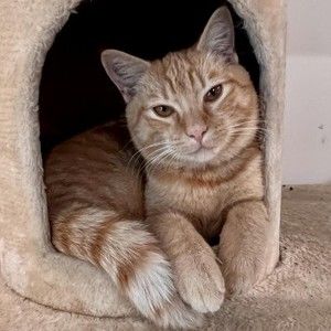 Meet your Posher, Carol